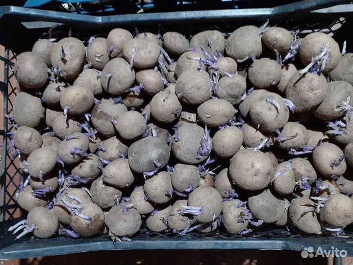 Семенной картофель