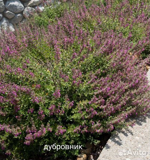 Шалфей, котовник и дубровник