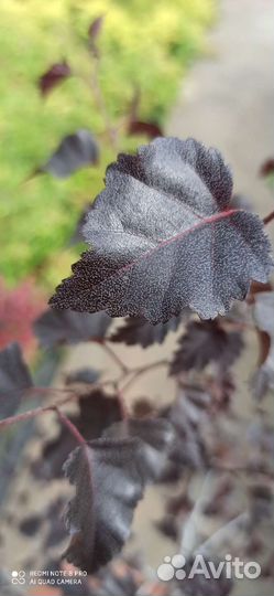 Берёза Роял фрост