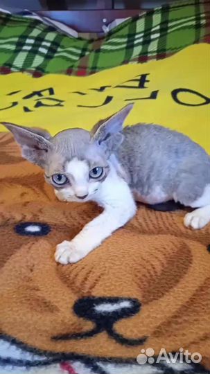 Продается очаровательная девочка Девон-рекс