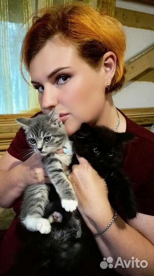 Котенок мальчик в дар