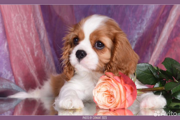 Кавалер Кинг Чарльз Спаниель