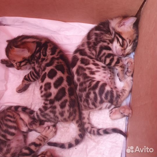 Бенгальская