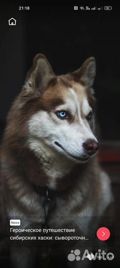 Отдам добряка хаски в хорошие руки