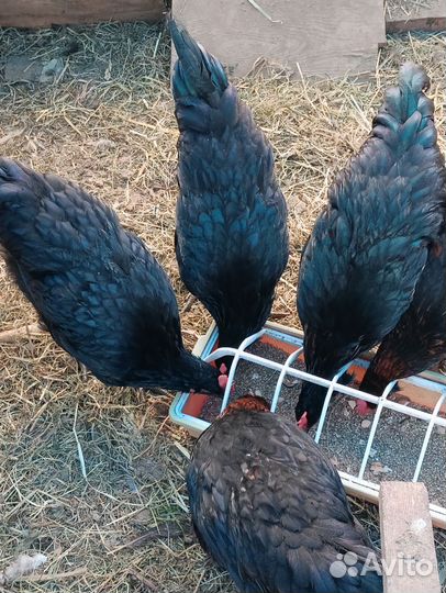 Петухи 5 мес