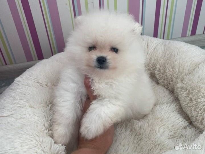 Кремовые медвежата