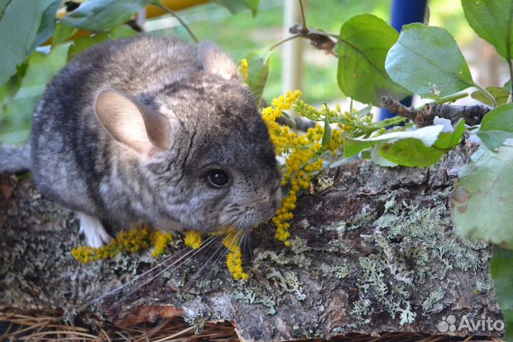 Шиншилла Адам