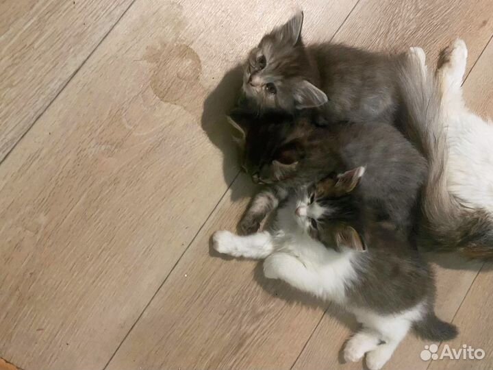 Котята в добрые руки