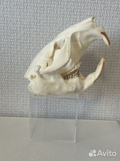 Иглы Александру