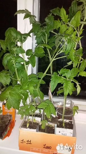 Рассада помидоров 23р