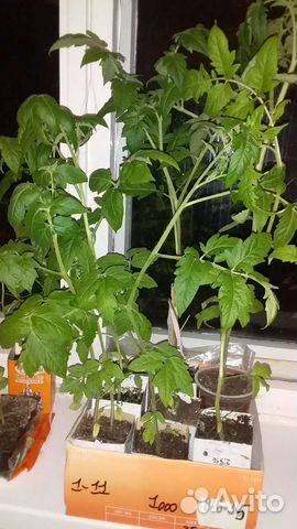 Рассада помидоров 23р