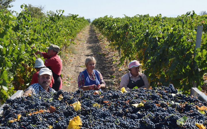 Виноград технический