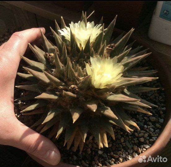Кактус Ariocarpus trigonus