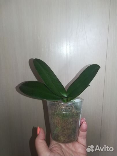 Орхидея фаленопсис Black Piano (бабочка)