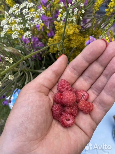 Помощница по хозяйству