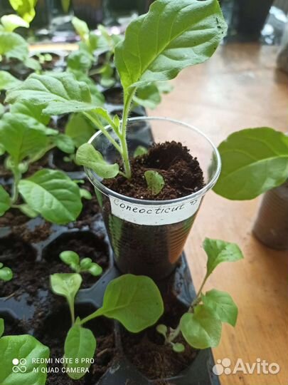 Табак курительный рассада