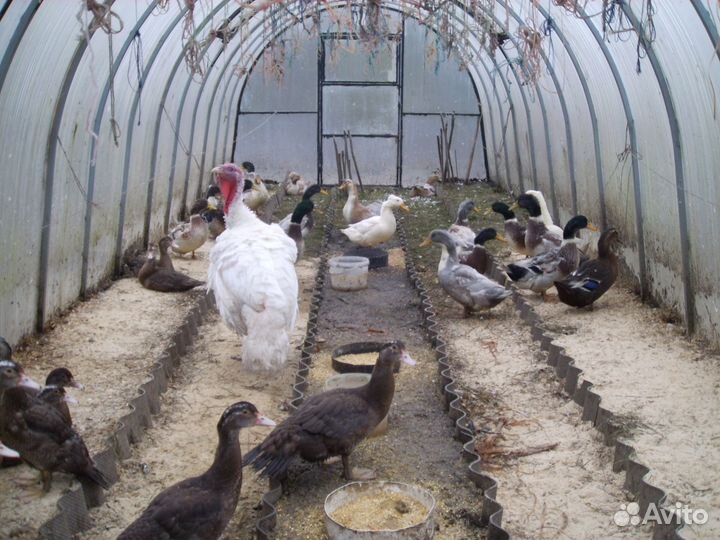 Утки, индоутки