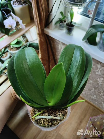 Орхидея бабочка Pink Sunset Girl