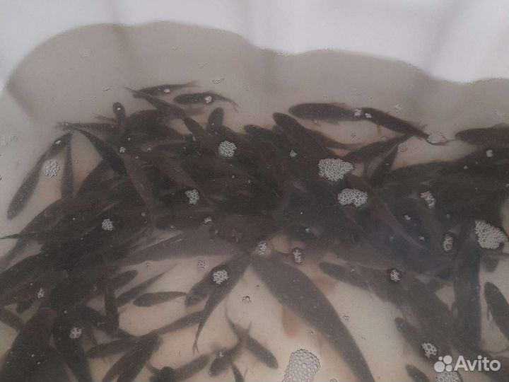 Живец карась