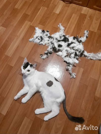 Груминг кошек выезд на дом