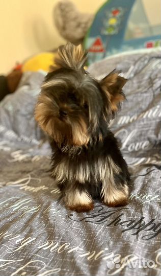 Мальчик мини