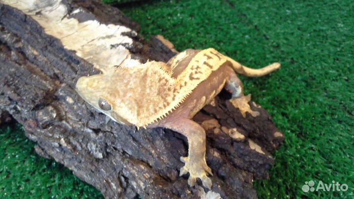 Реснитчатые бананоеды (самцы )