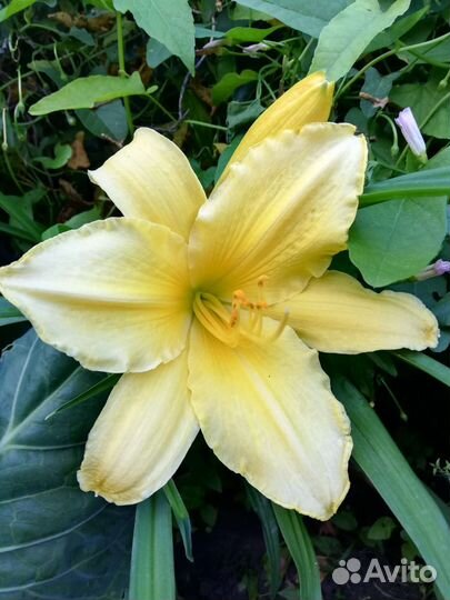 Пахистахис