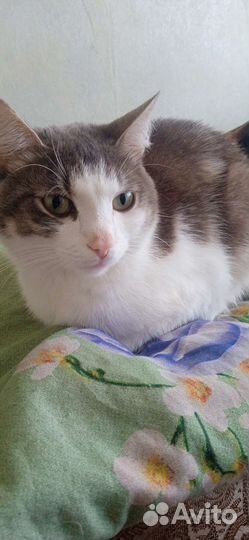 Кот в добрые руки