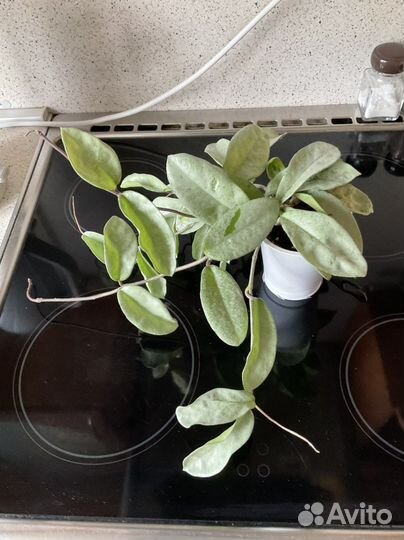 Хойи разные