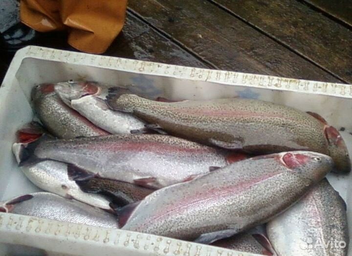 Живая рыба форель