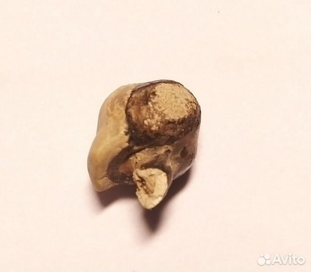 Окаменелость шаманский камень