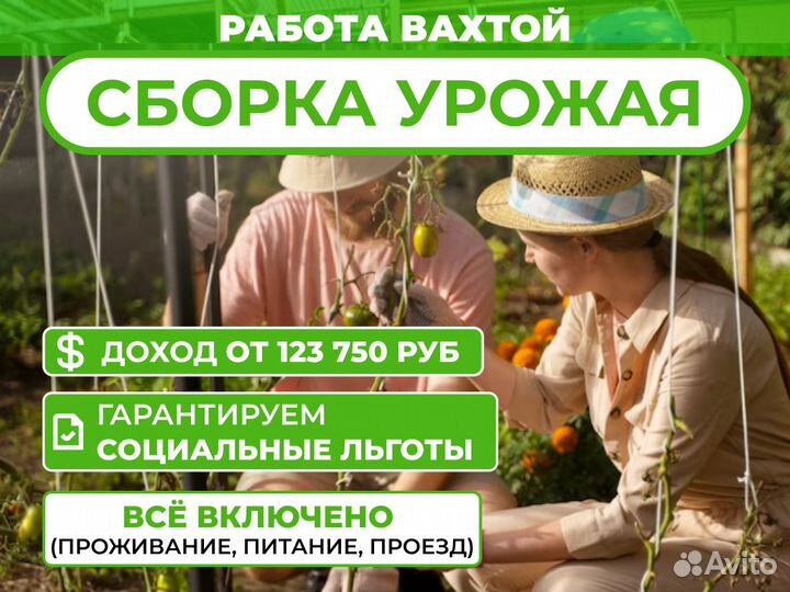 Разнорабочий сбор урожая. Без опыта