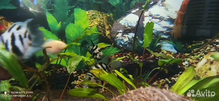 Сапфировый попугай