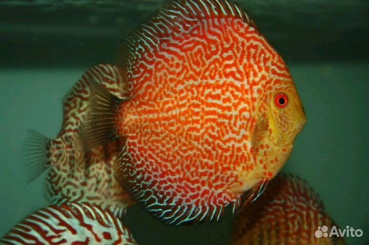 Дискусы Разводные (Не привоз) разные