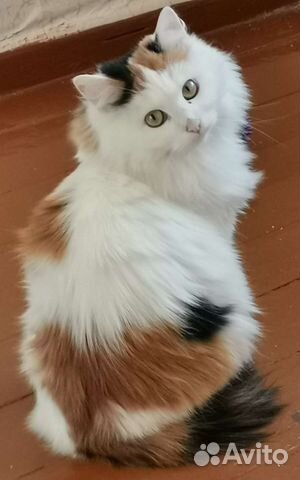 Красавица Белка