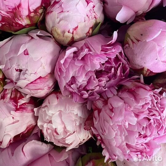 Букет из 101 пионы / Букет Пионов С доставкой