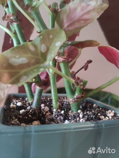 Бегония макулата полька дот с горшком