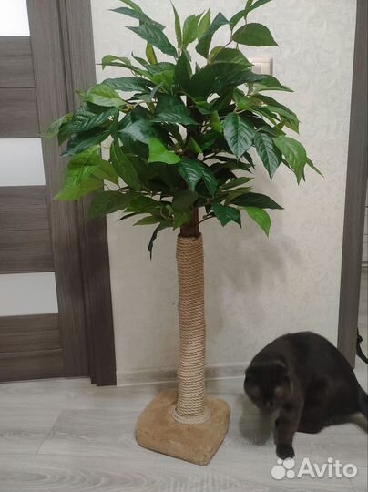 Когтеточка дерево