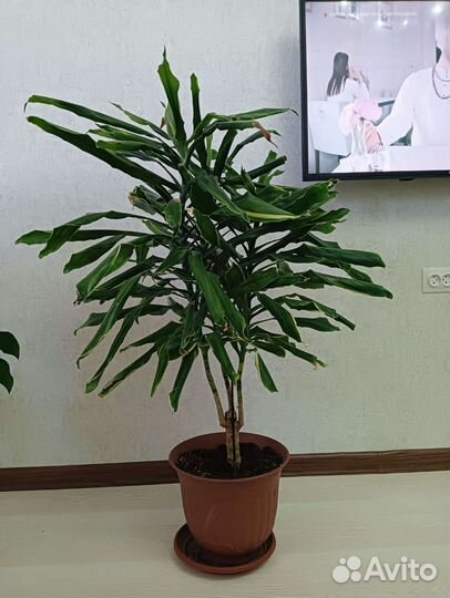 Пальма драцена