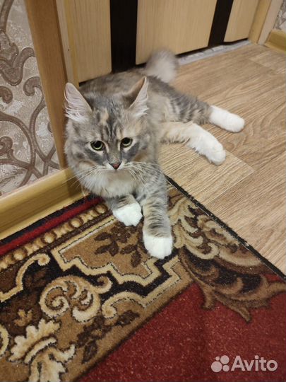 Сибирская кошка