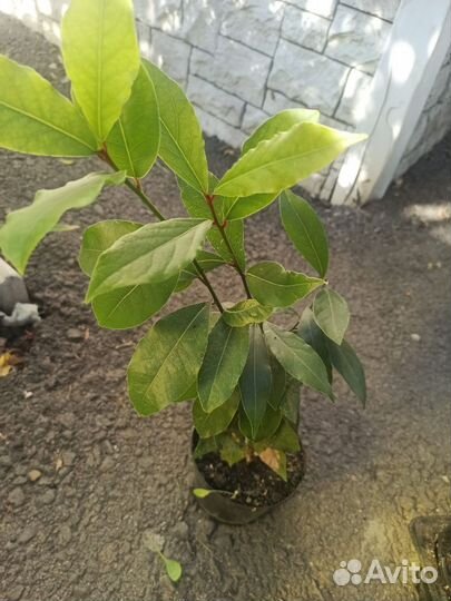 Саженцы лаврового листа
