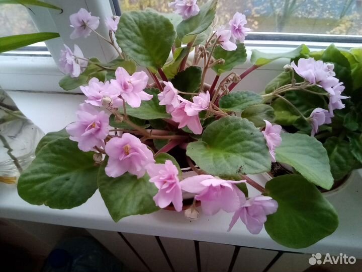 Продам цветы комнатные