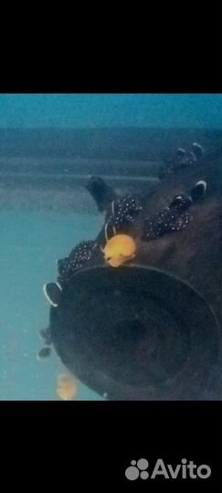 Анциструс звёздчатый L181 номерные сомы и цихлиды