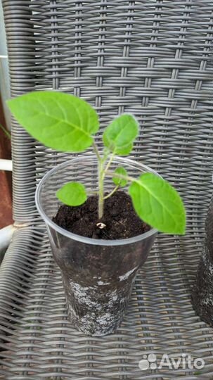 Саженцы - Наранхилла (луло)