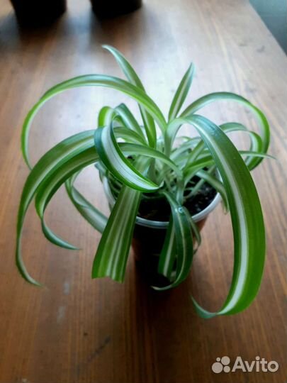 Хлорофитум кудрявый вариегатный
