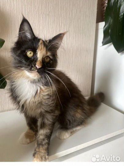 Трехцветная кошечка мейнкун