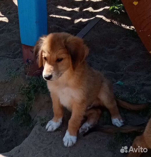 Щенок мальчик от небольшой мамы