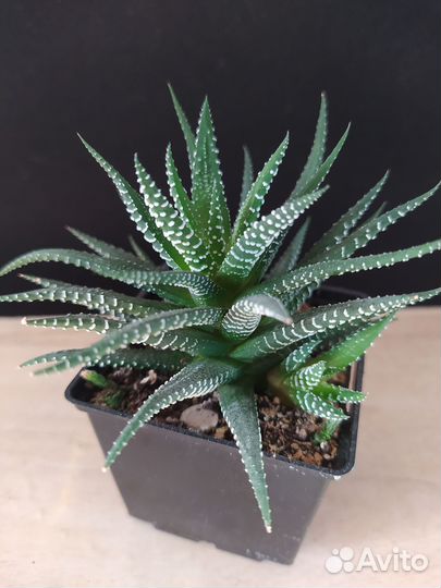 Хавортия полосатая