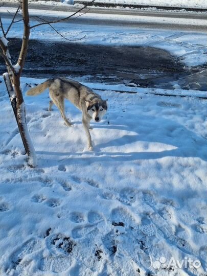 Собака в добрые руки отдам бесплатно
