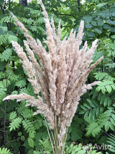 Сухоцветы, букет из сухоцветов, колоски